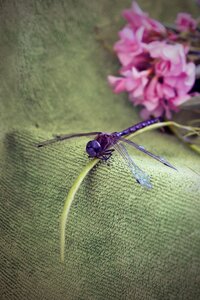 Flowers plants wings