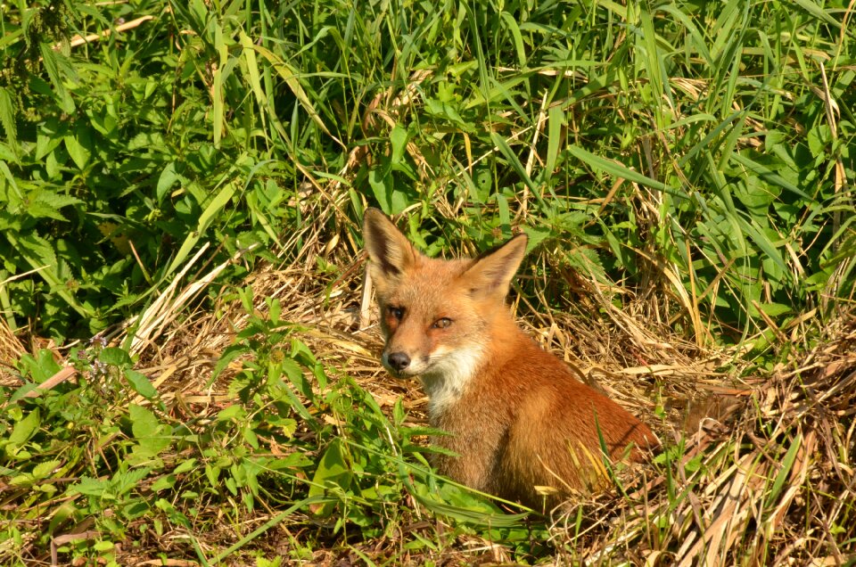 Wild fauna naardermeer