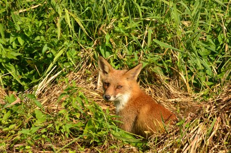 Wild fauna naardermeer