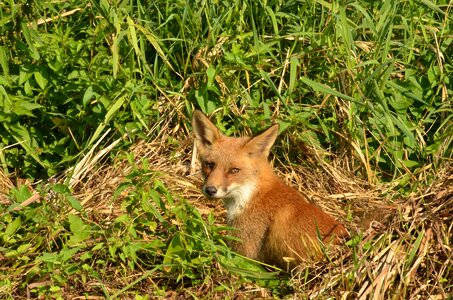 Wild fauna naardermeer photo