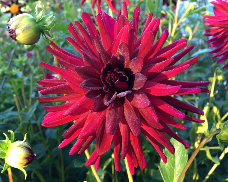 Red cactus