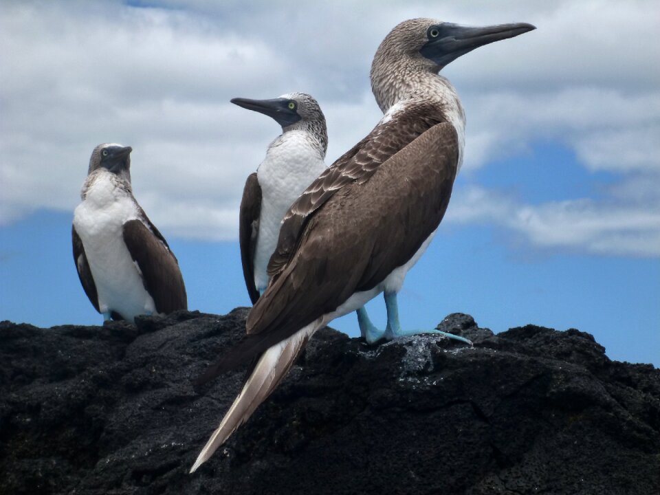 Blue feet bird males