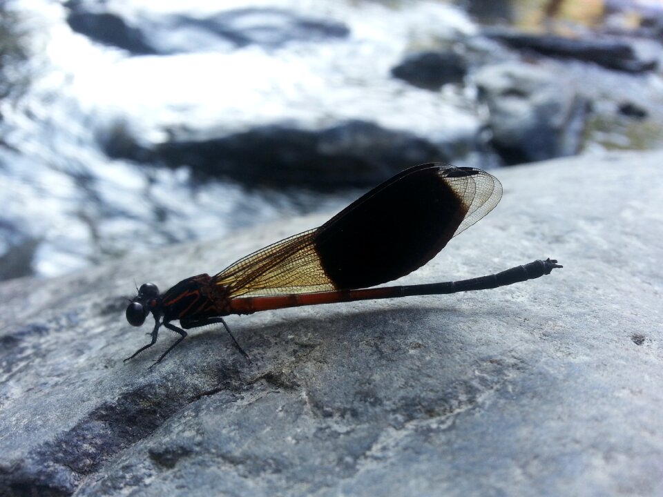 Damselfly stream quentin chong