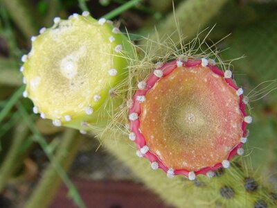 Cactus nearby mediterranean