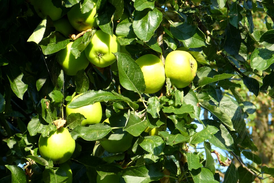 Autumn green apple tree