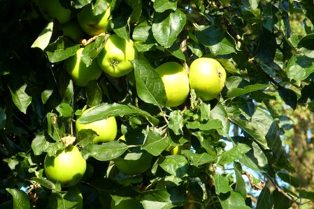 Autumn green apple tree