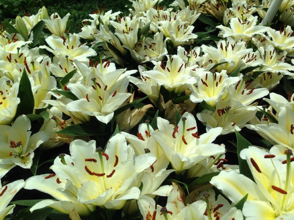 Flower white