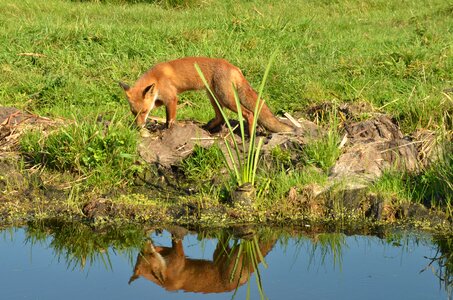 Wild fauna naardermeer photo