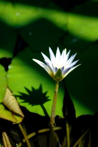 Lotus nail water lilies photo