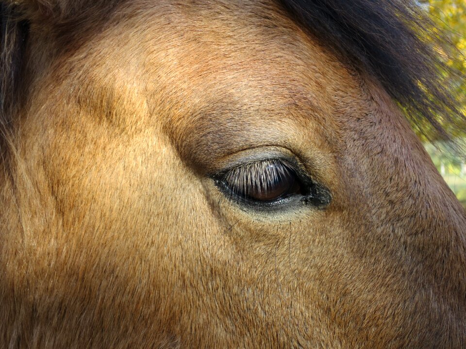 Eye animal horse's eyes