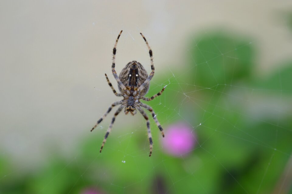 Web arachnid insect
