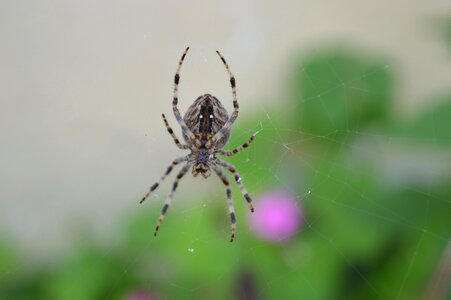 Web arachnid insect photo