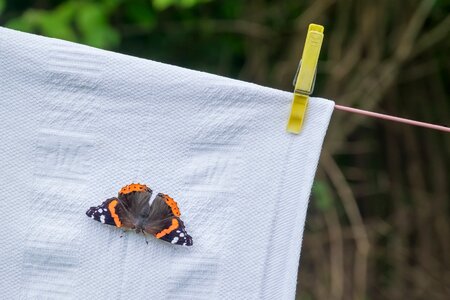 Admiral entomology animal