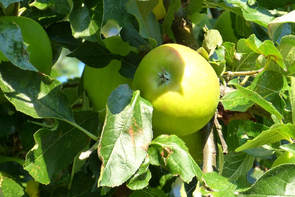 Apple tree autumn green apple