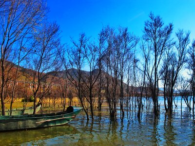 Erhai lake fishing boats tree photo