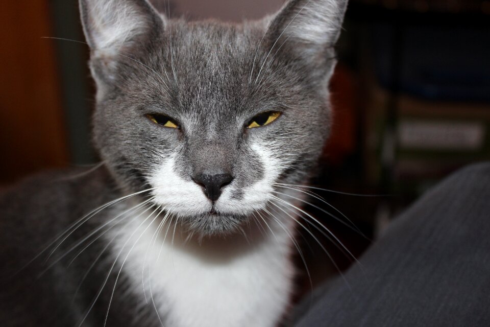 Eyes grey fur