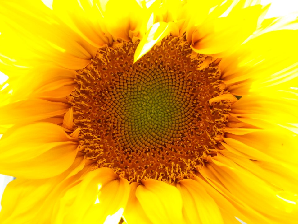 Yellow nature yellow mobile yellow sunflower