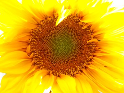 Yellow nature yellow mobile yellow sunflower
