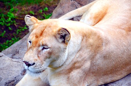 Safari lion females big cat