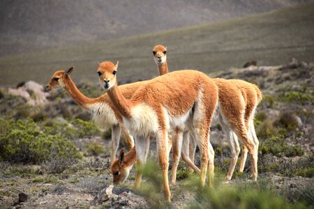 Peru herd nature