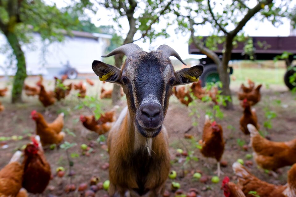 Goat billy goat curiosity