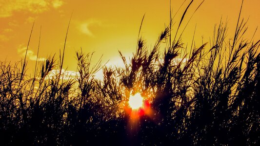 Reeds afternoon scenery