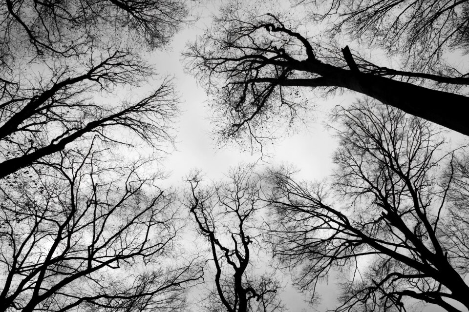 Black and white trees nature