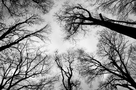 Black and white trees nature photo