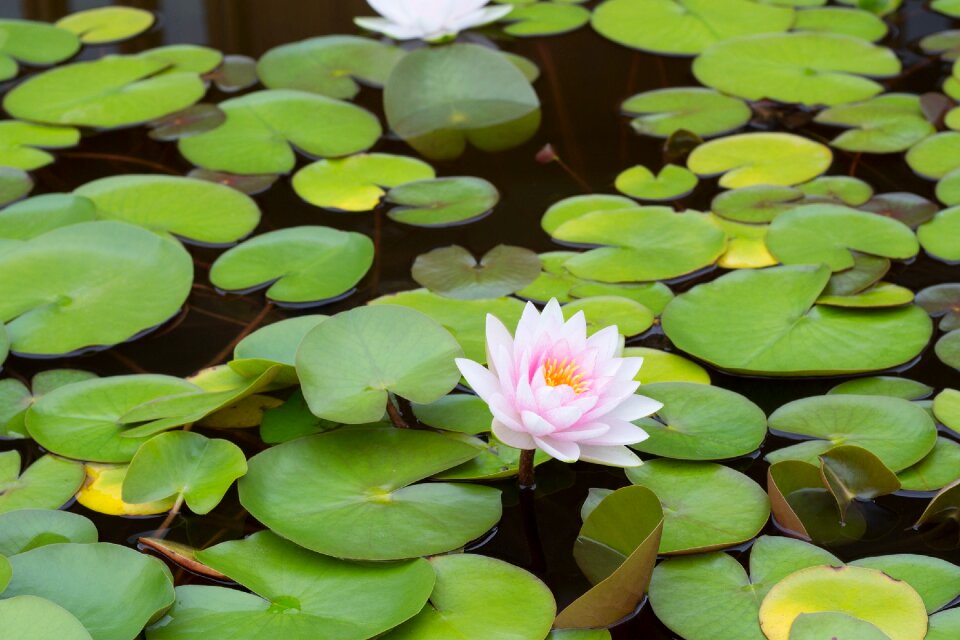 Pond water plant