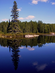 Pine reflection water