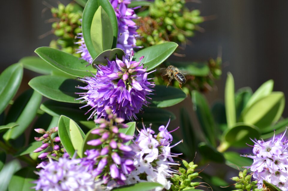 Nature purple