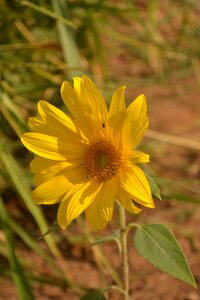 Plant nature sunflower photo
