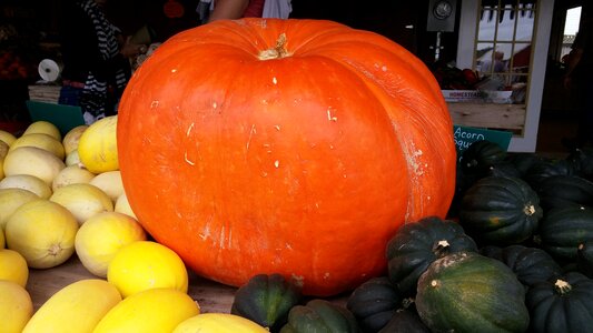 Fall autumn harvest