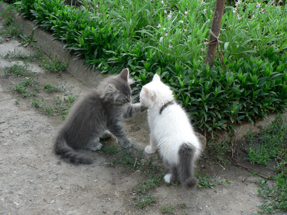 Pets playing kittens