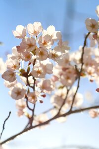 Spring cherry blossom spring flowers photo