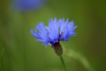 Flowers blue nature