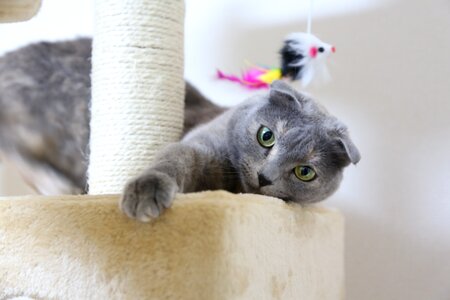 Cat tower kitten domestic cat