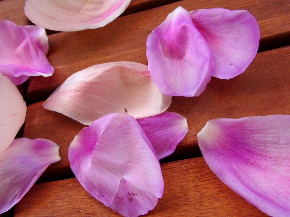 Floral zen blossom