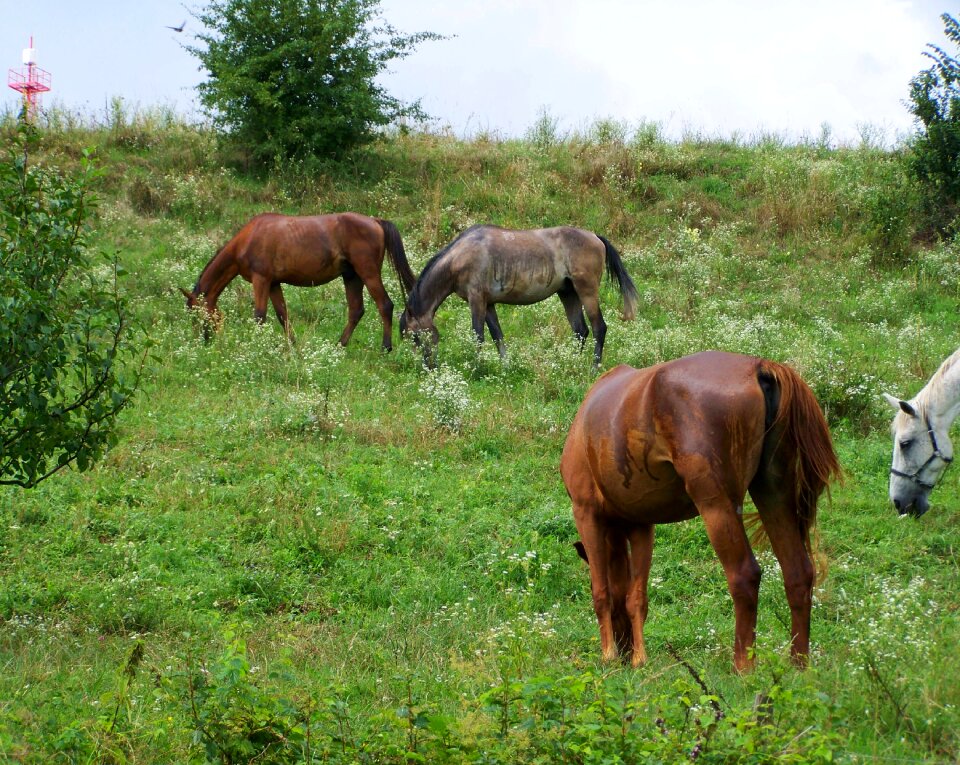 Horses stud ungulates