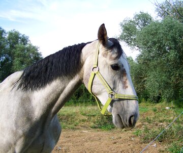 Horse gray ungulates