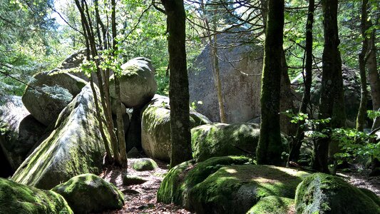 Forest moss günter rock
