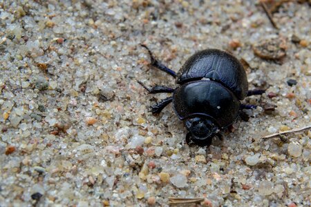 Forest dung beetle nature animal