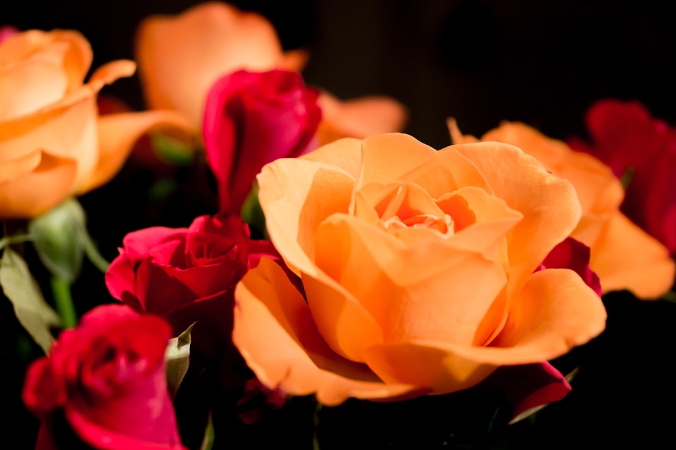 Bloom red rose rose bloom