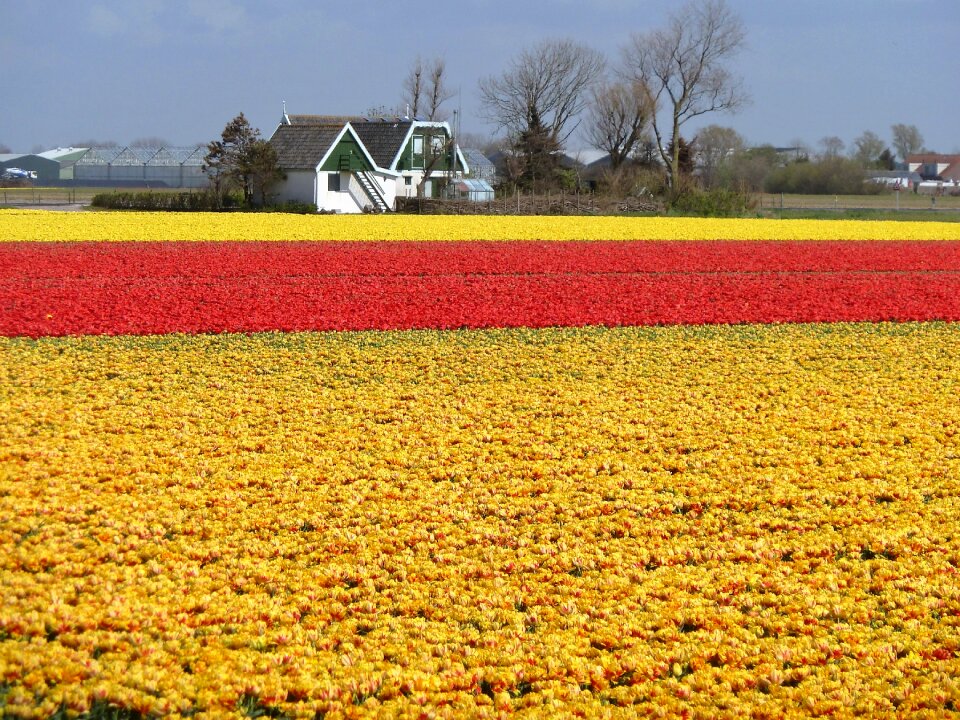 Spring bulbs yellow