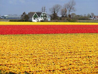 Spring bulbs yellow