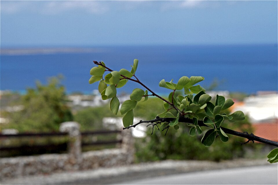 Holiday exotic plant