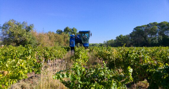 Vine vineyard grape