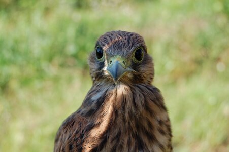 Falco birds raptor photo