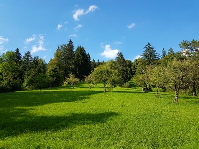 Meadow pasture sky photo