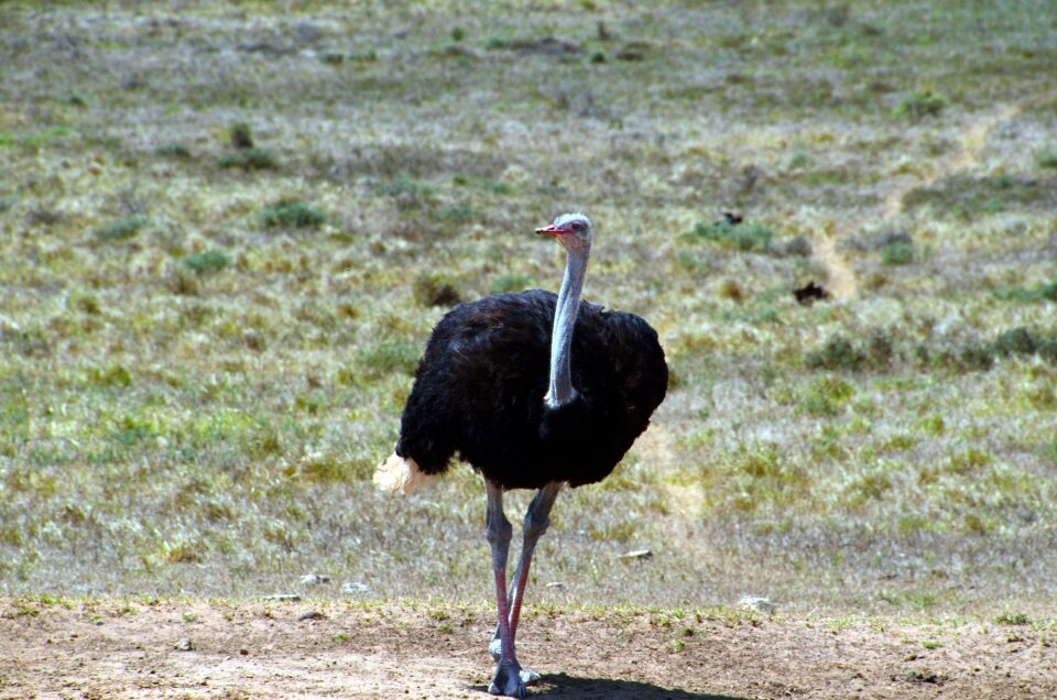 Ostrich south africa safari